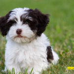 Havanese Puppies: Adorable Companions for Your Home